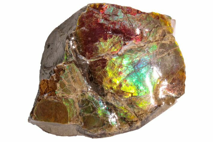 Iridescent Ammolite (Fossil Ammonite Shell) - Alberta, Canada #222751